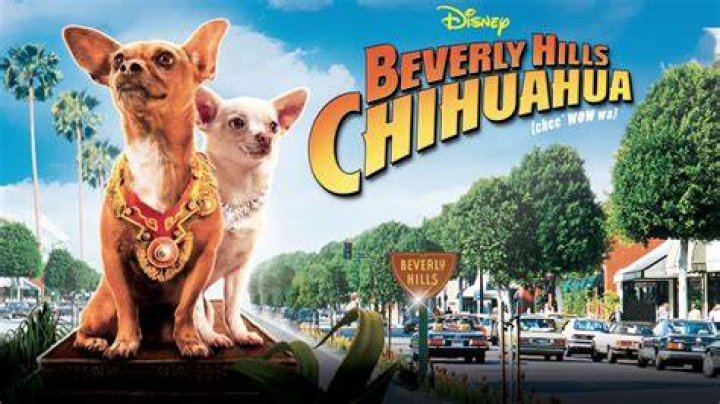 Beverly Chihuahua 4: The Ultimate Guide to the Latest Pawsome Adventure
