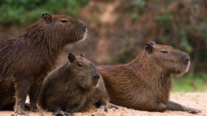 Brazil Capybara: The Gentle Giant of South America