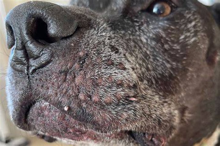 Comprehensive Guide to Skin Tags on Dogs: Pictures, Causes, and Treatment