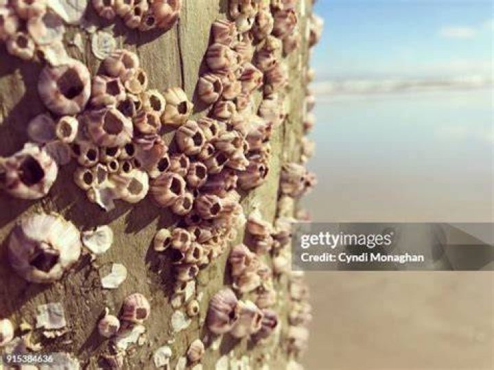 Discover the Fascinating World of Barnacles: Nature's Tiny Architects?