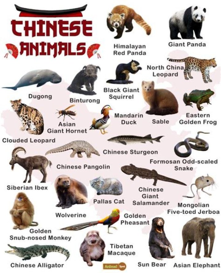 Discover What Chinese Animal Is 1991: A Complete Guide