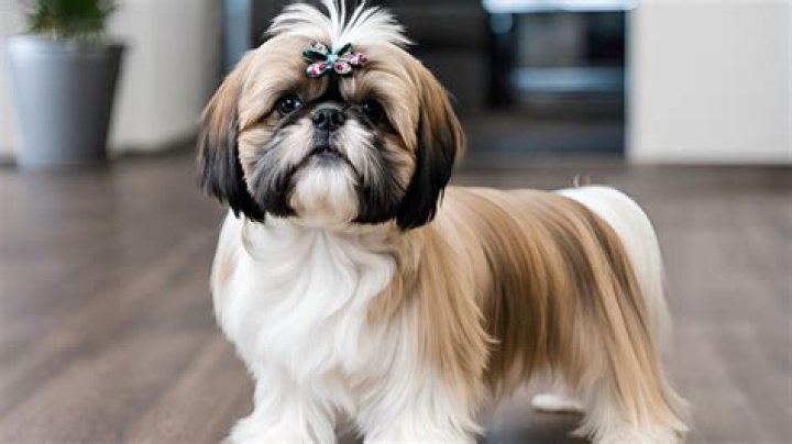 Do Shih Tzu Shed: Understanding the Truth About Their Coat