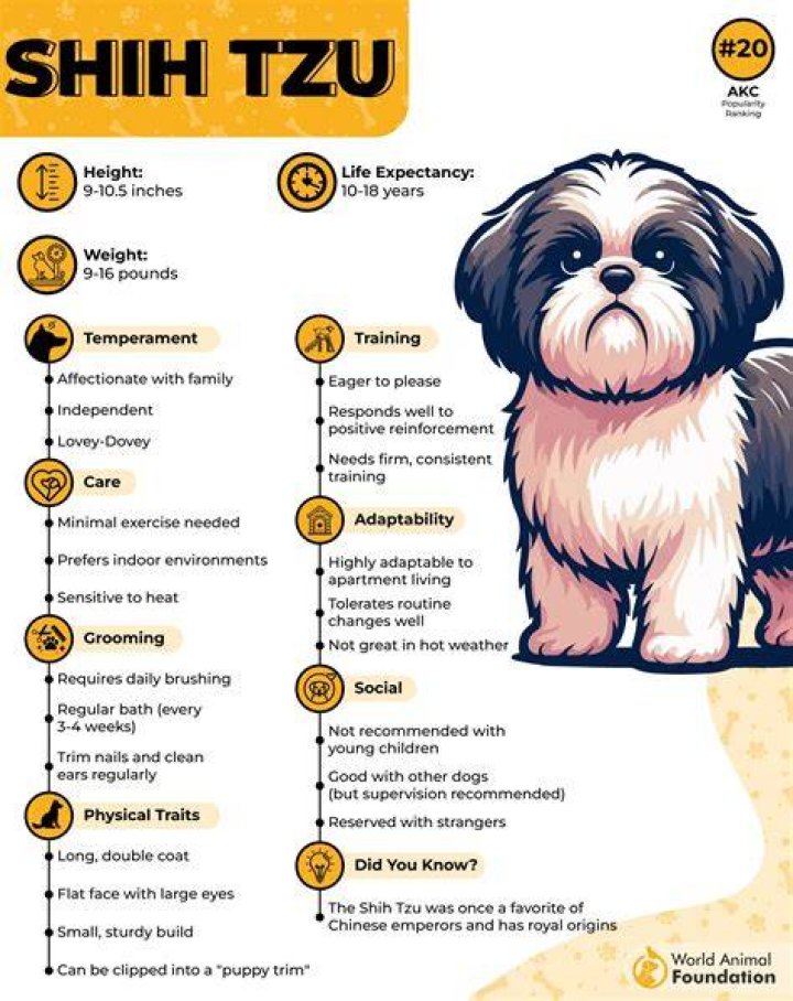 Do Shih Tzus Have Hair or Fur? Unlocking the Truth About Their Coat