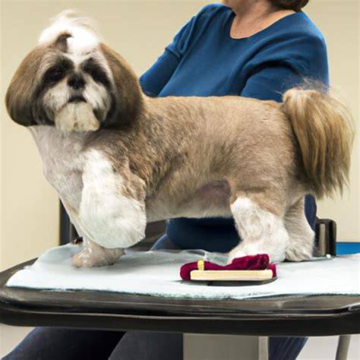 Do Shih Tzus Shed Hair? Everything You Need to Know About Shih Tzu Shedding