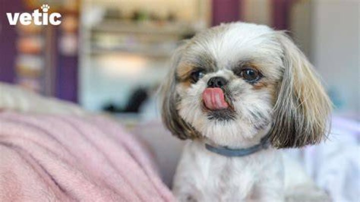 Does the Shih Tzu Shed? Everything You Need to Know About Shih Tzu Fur