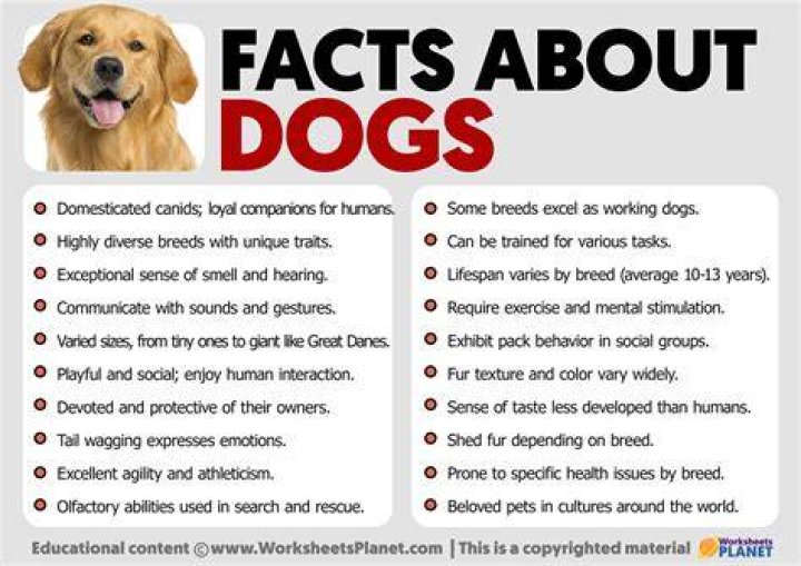 Everything You Need to Know About Dogs: Your Ultimate Guide to Man&rsquo;s Best Friend