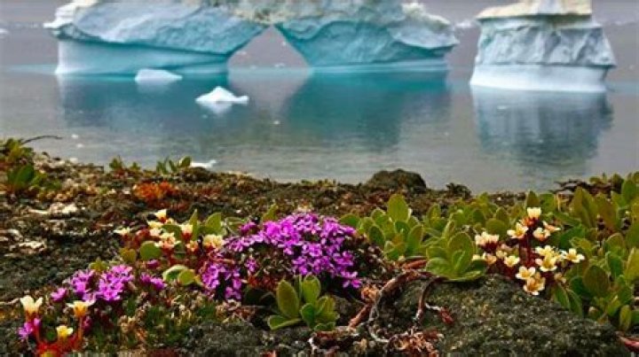 Flowers Are Blooming in Antarctica Meme: A Fascinating Look at Its Origins, Meaning, and Popularity