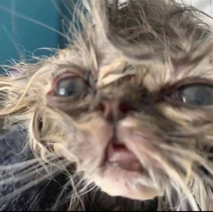 Frowed Up Cat: The Ultimate Guide to Understanding This Unique Feline Phenomenon