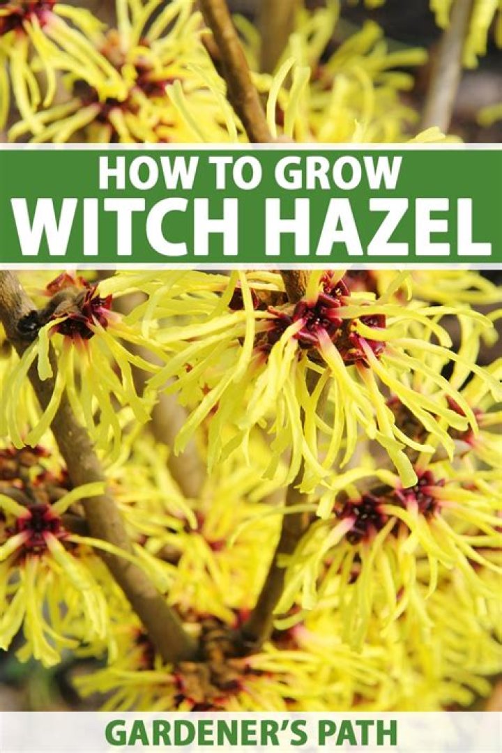How Long Does Witch Hazel Last on Skin? Discover Its Benefits and Uses