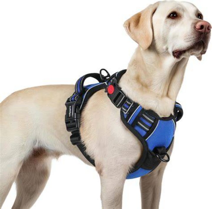 Lumi Dog Harnesses: The Ultimate Solution for Your Pet's Comfort and Safety