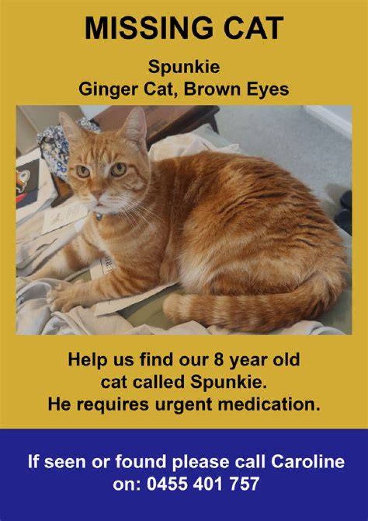 Missing Cat in Yellowstone? Help Us Find [Cat Name]!