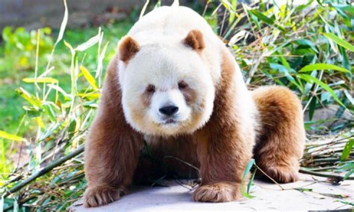 Pandas Without Black Spots: Discovering the Rare and Fascinating Variant