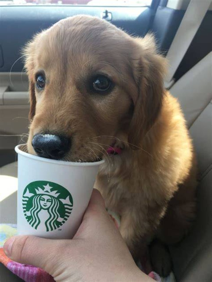 Puppy Cup Starbucks: Adorable Treats & Deals!
