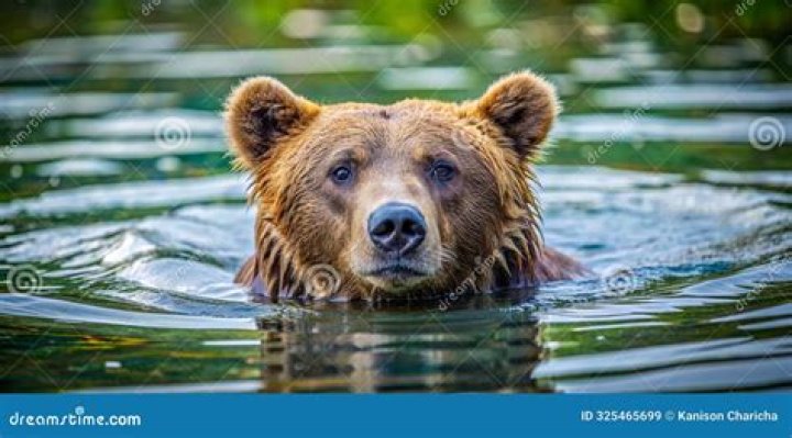 Teddy Bear Swims! Hilarious Trump Reaction?