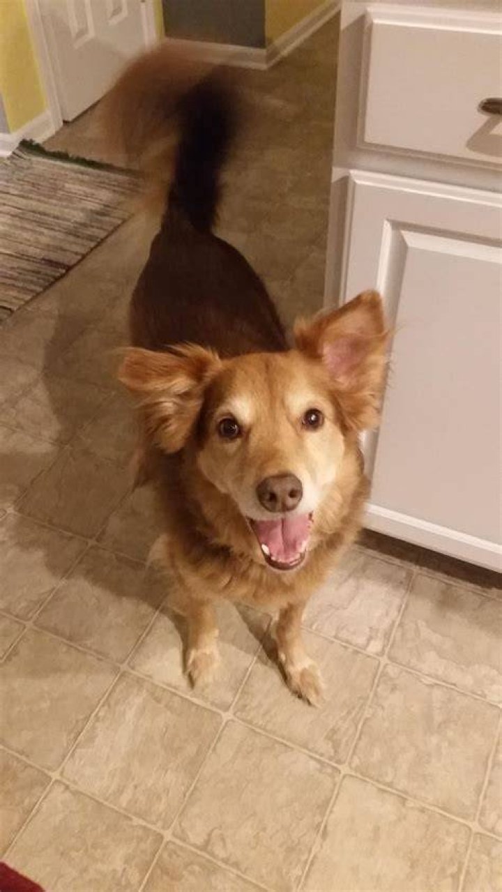 The American Howling Retriever: A Unique and Fascinating Breed
