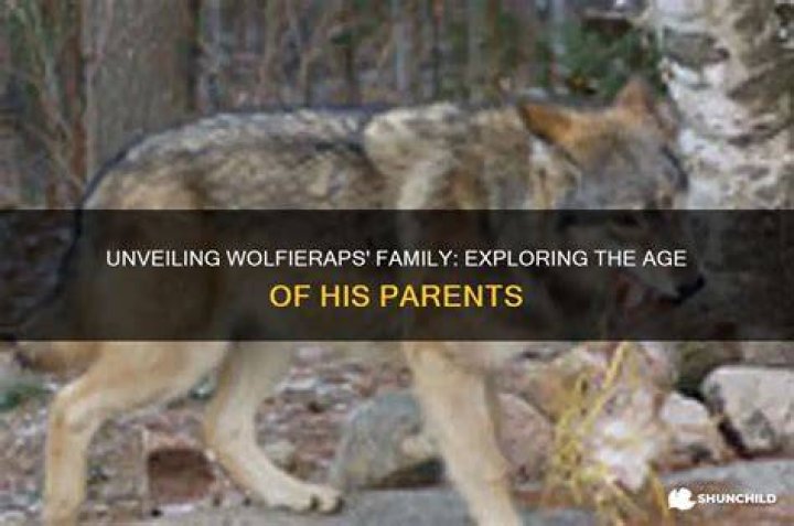 Unleashing the Energy of YouTube WolfieRaps: The Ultimate Guide