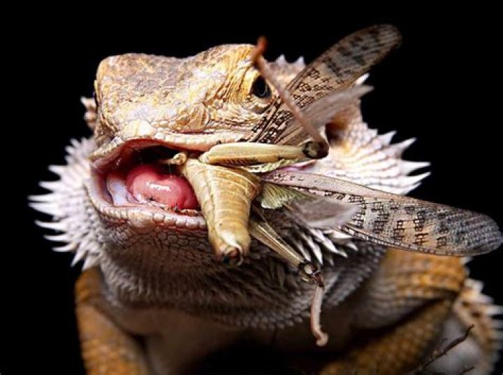 What Do Baby Lizards Eat? A Comprehensive Guide for Care and Nutrition
